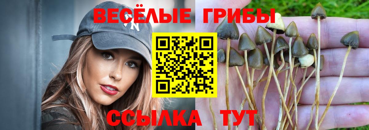 Псилоцибиновые грибы Cubensis Гатчина